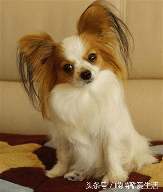 “狗狗买回来第二天拉稀”:新宠护理攻略与温馨小贴士