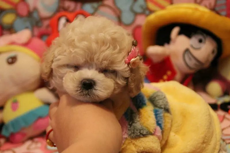 猫咪外用驱虫怎么办:呵护你的毛孩子们