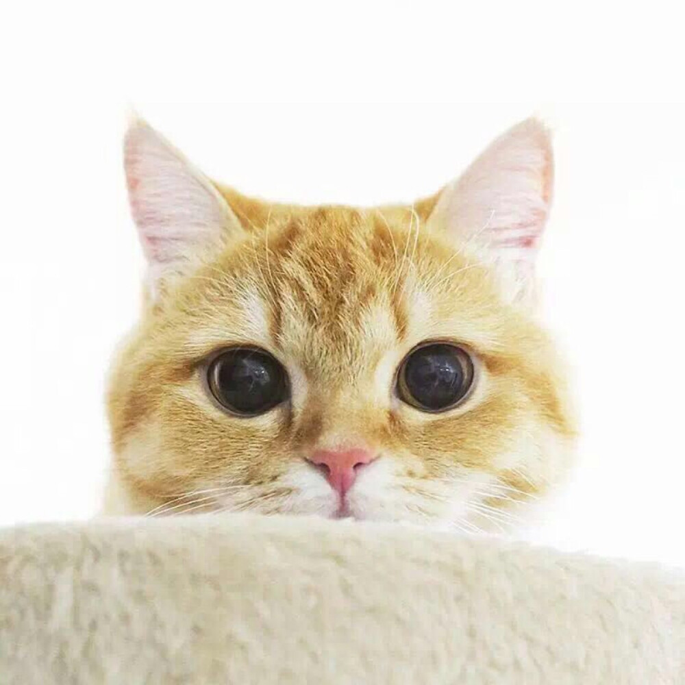 狗狗肠管出血:及时发现与应对是关键